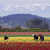 Migrant Workers in Tulip Fields