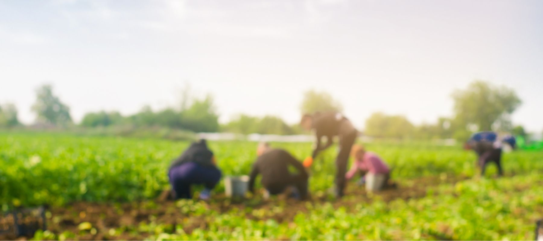 Migrant workers in field