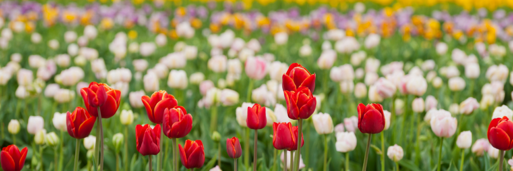 Tulip field
